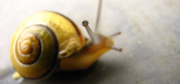 Snail CC-BY 2.0 image by Flickr user fdecomite