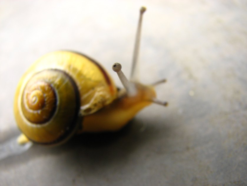 Snail CC-BY 2.0 image by Flickr user fdecomite